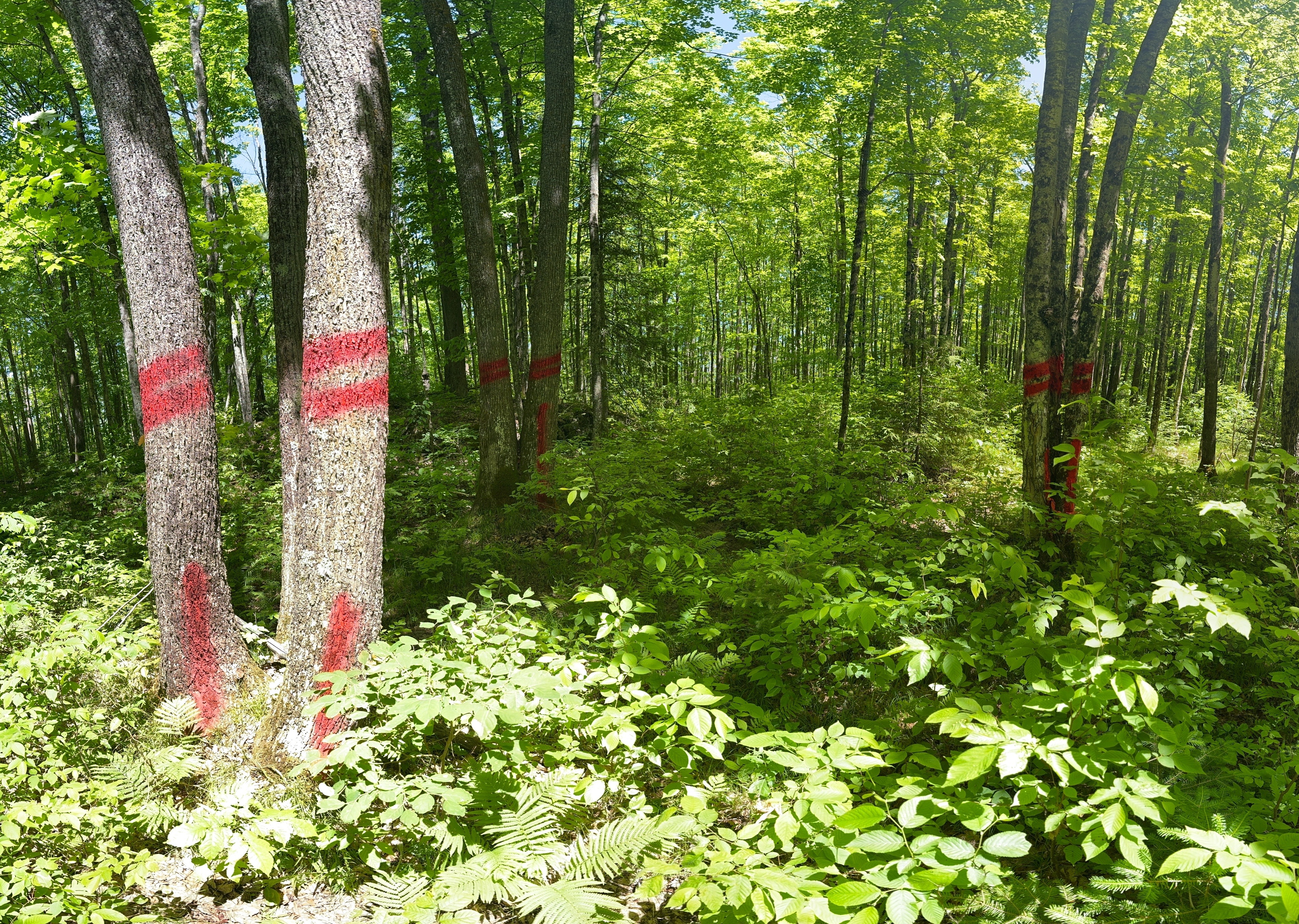 Tree Marking Paint